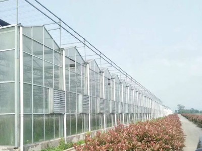 玻璃溫室 茶葉溫室大棚瓜果養殖溫室大棚 廠家供應